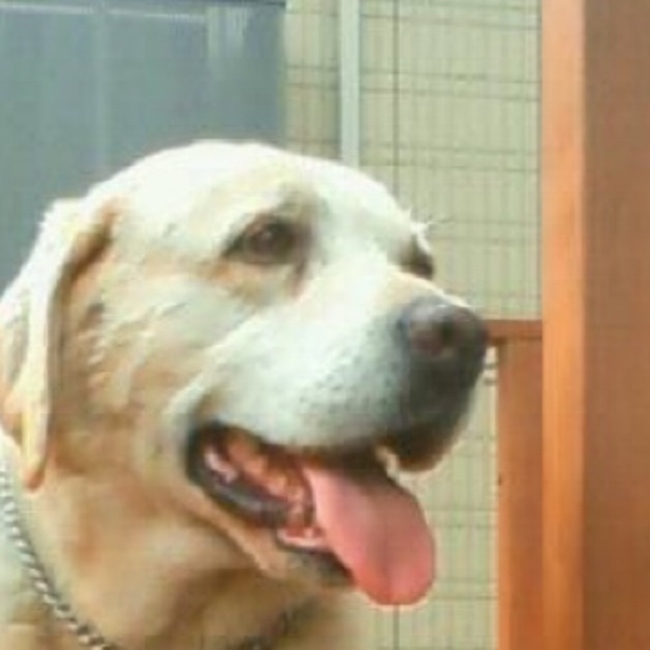 ちゃまるーんのカバー写真