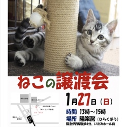 猫の譲渡会