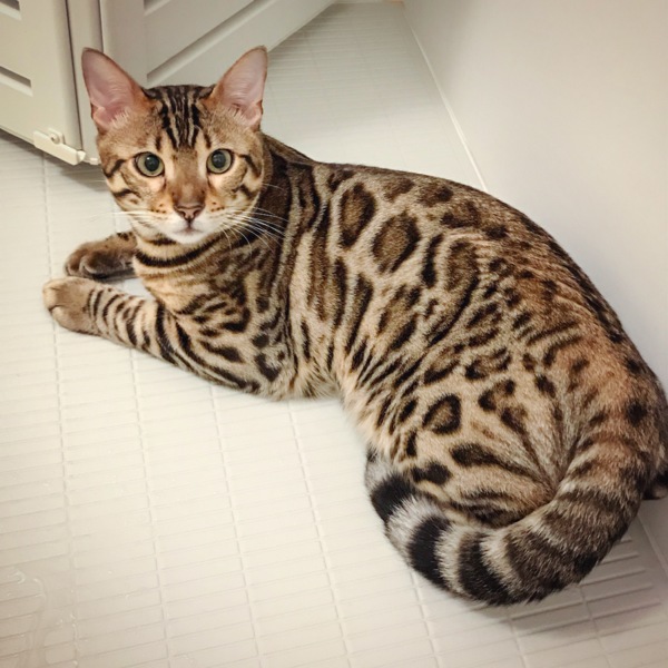ミント