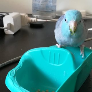 マメルリハインコ里親募集