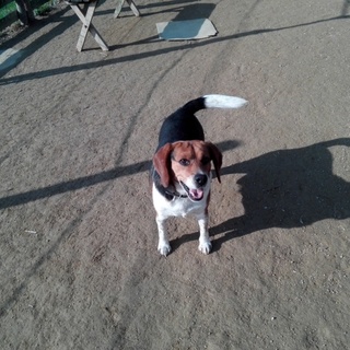 ブリーダーレスキュー・ビーグル男の子