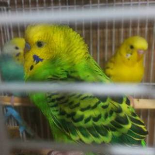 セキセイ親子3匹　