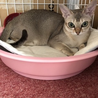 活発なシンガプーラの女の子です♪