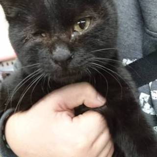 黒猫★男の子