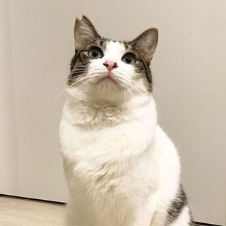 【ミースケ】男の子だけど美人顔