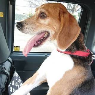 誰にでもフレンドリーなビーグル♂