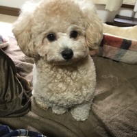 豆太郎