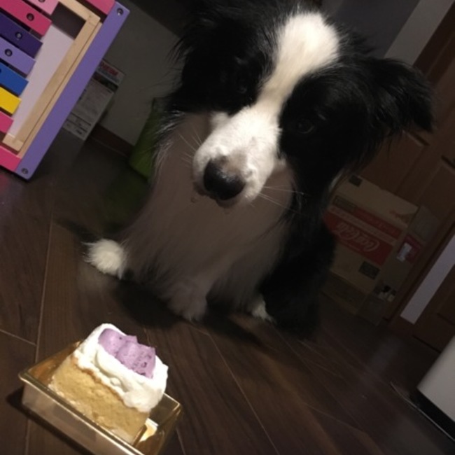 かびぱんのカバー写真