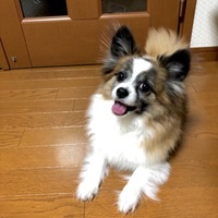 チョコ