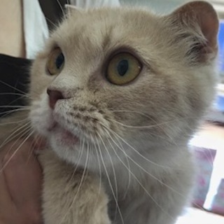 猫ちゃん　女の子