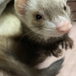 ピーターソンフェレット ♂8ヶ月です！