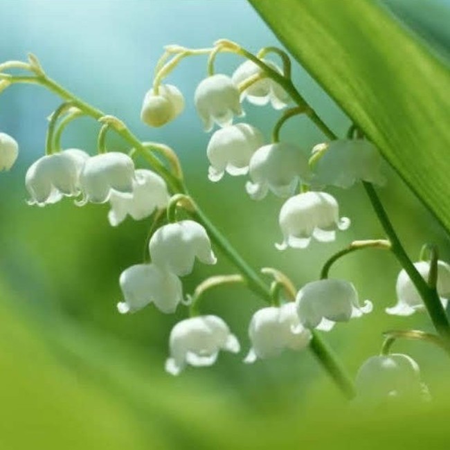 ナノにゃんのカバー写真