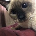 おめめがまんまるなシャムちゃんみたいな猫 