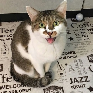 まん丸お目めの甘えん坊ピノ