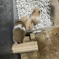 ハムちゃんの里親募集中