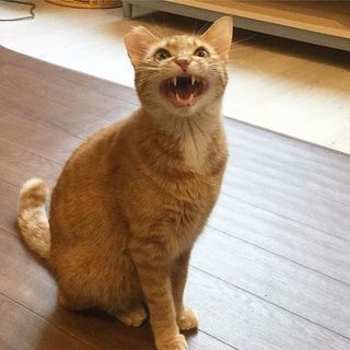 【寅丸】幼かわいい男の子