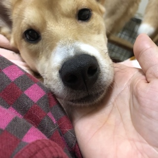 （仮名）ペコちゃん10ヶ月