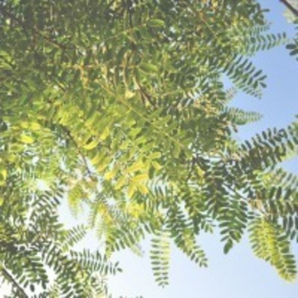 いーにゃんのカバー写真