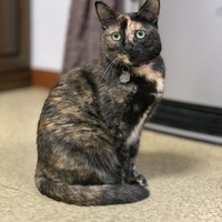 チョビ