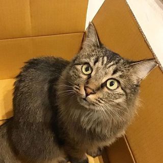 【幸(コウ)】キジ美猫姉妹