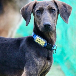 里親さま決定しました✨✨ありがとうこざいました