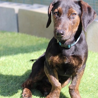 里親様決定しました✨✨ありがとうこざいます