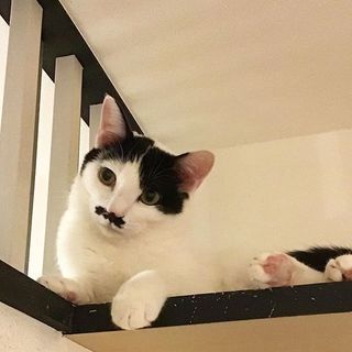 【チャーリー】チョビひげの元気な男の子