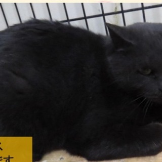 延長厳しく期限が迫っています