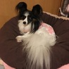 パピモモ