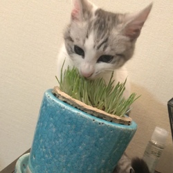 猫草の日？