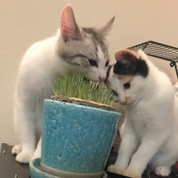 「猫草の日？」サムネイル2