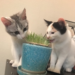 「猫草の日？」サムネイル3