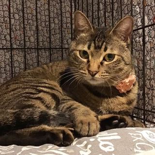 【メアリー】美少女キジ猫