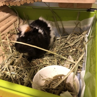 モルモットの里親さん