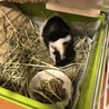 モルモットの里親さん サムネイル2
