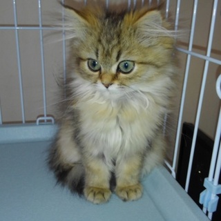 かわいいペルシャの女の子