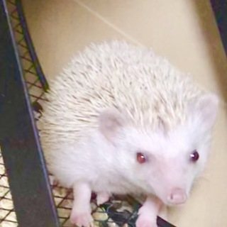 ハリネズミの里親さん募集しております。