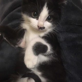 お目目まん丸のブチの男の子です☆トライアル中です