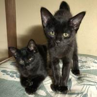 オレオ（クロエ）