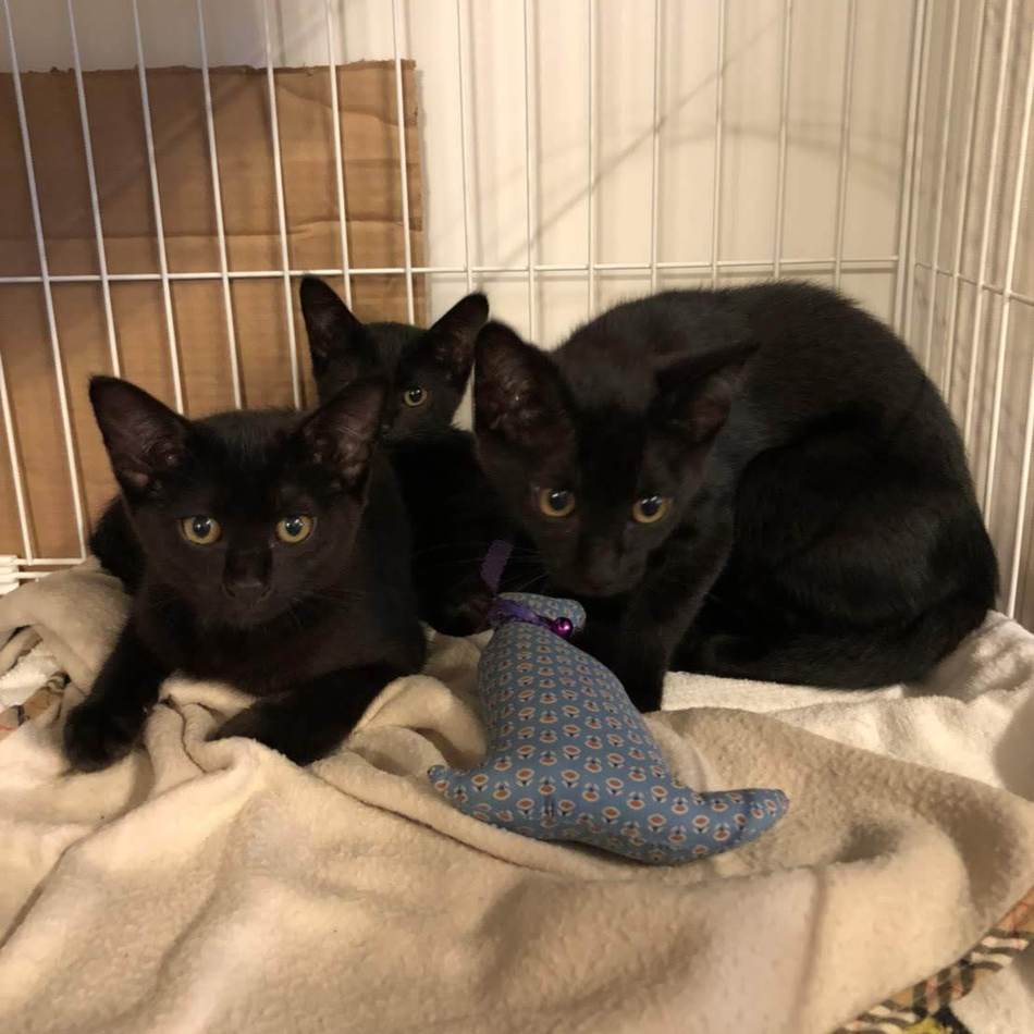 オレオ（クロエ）のカバー写真