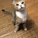 サバトラ系パステルカラー、人にベタベタ甘ったれ