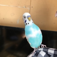 トワ