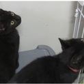 延長厳しく！期限間近のまだ子猫です！
