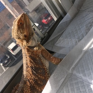 フトアゴ ヒゲトカゲ  (赤