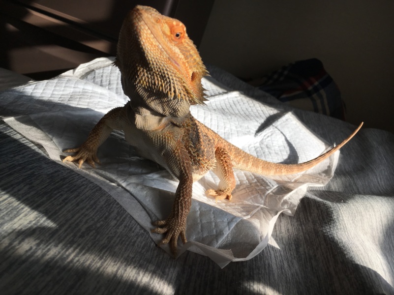 フトアゴ ヒゲトカゲ 赤 愛知県 爬虫類 他の里親募集 ペットのおうち 月間利用者150万人