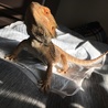 フトアゴ ヒゲトカゲ  (赤 サムネイル2