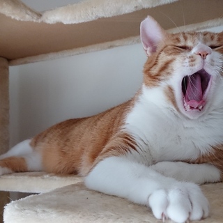 人が大好き男子☆チャトラン