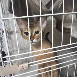 アビシニアンの女の子