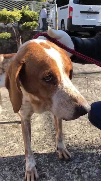 急募 ビーグル系大型犬 鹿児島県 犬の里親募集 ペットのおうち 月間利用者150万人