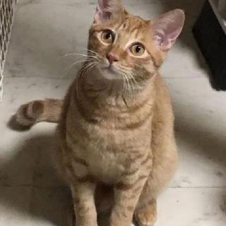 寂しがり、ヒバ。